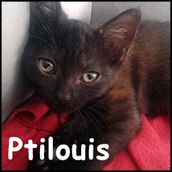 Ptilouis