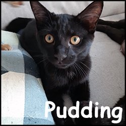 Pudding