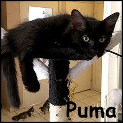 Puma