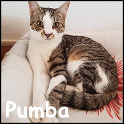 Pumba