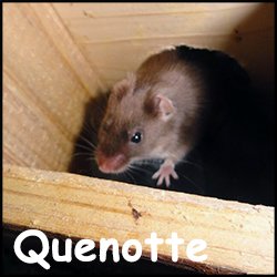 Quenotte