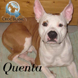 Quenta 1