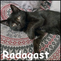 Radagast