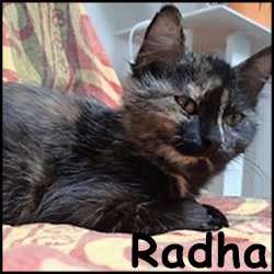 Radha