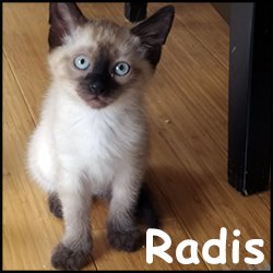 Radis