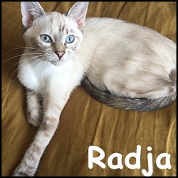 Radja