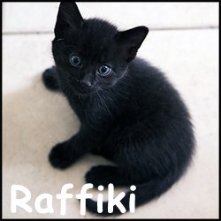 Raffiki