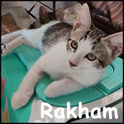 Rakham