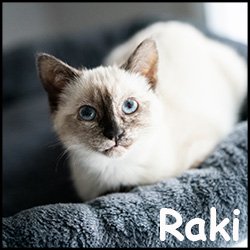 Raki