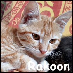 Rakoon