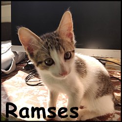 Ramses