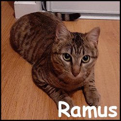 Ramus