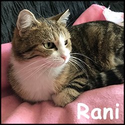 Rani