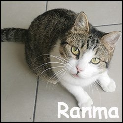 Ranma