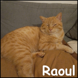 Raoul