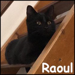 Raoul