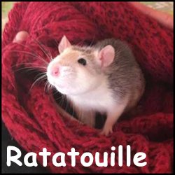 Ratatouille