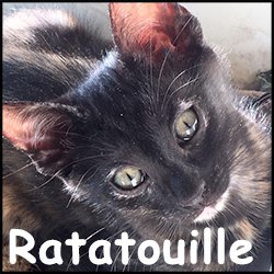 Ratatouille