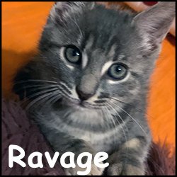 Ravage