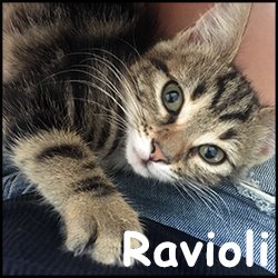 Ravioli