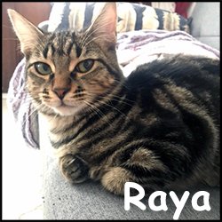 Raya