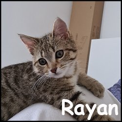 Rayan