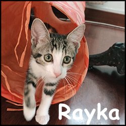 Rayka