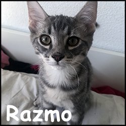 Razmo