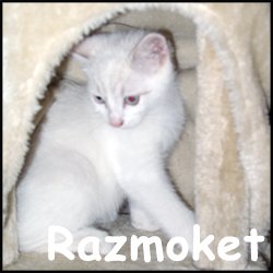 Razmoket