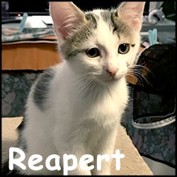 Reapert