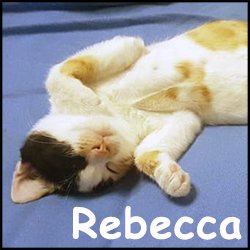 Rebecca