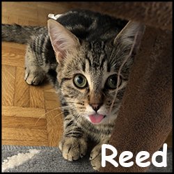 Reed