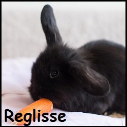 Réglisse