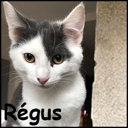 Régus