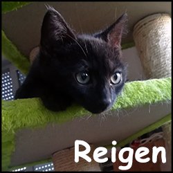 Reigen