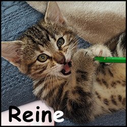 Reine