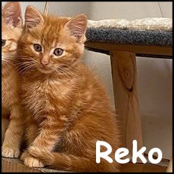 Reko