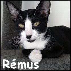 Remus