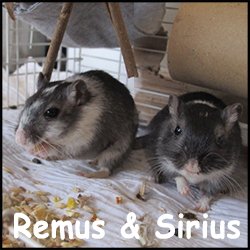 Remus & Sirius