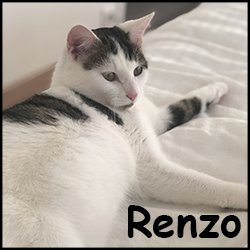 Renzo