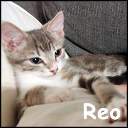 Reo