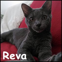 Reva