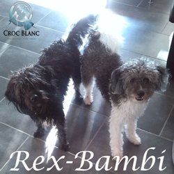 Rex et Bambi