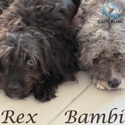 Rex et Bambi