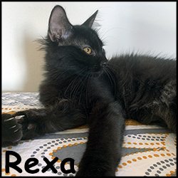 Rexa