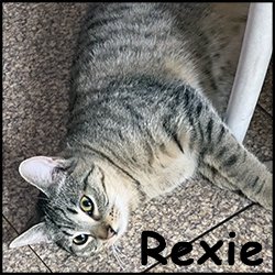 Rexie