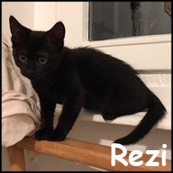 Rezi