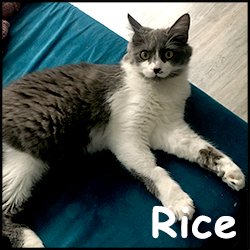 Rice