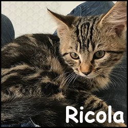 Ricola