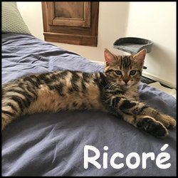 Ricoré